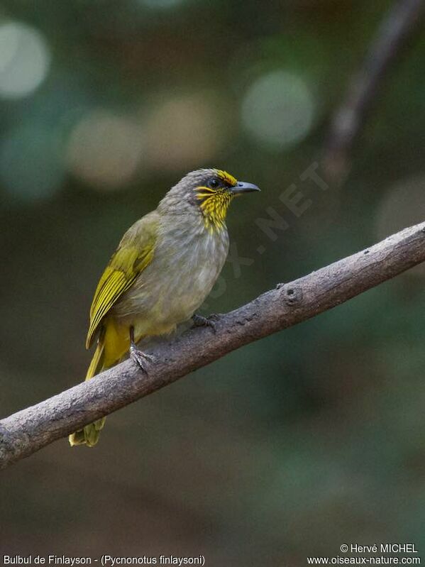 Bulbul de Finlaysonadulte