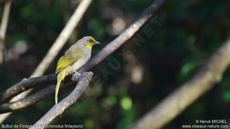 Stripe-throated Bulbul