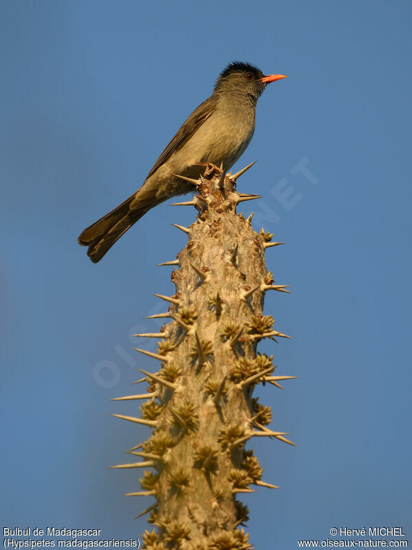 Bulbul de Madagascar