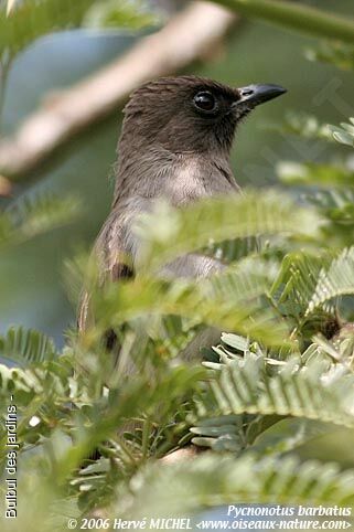 Common Bulbul