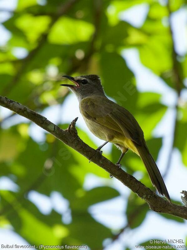 Bulbul flavescent