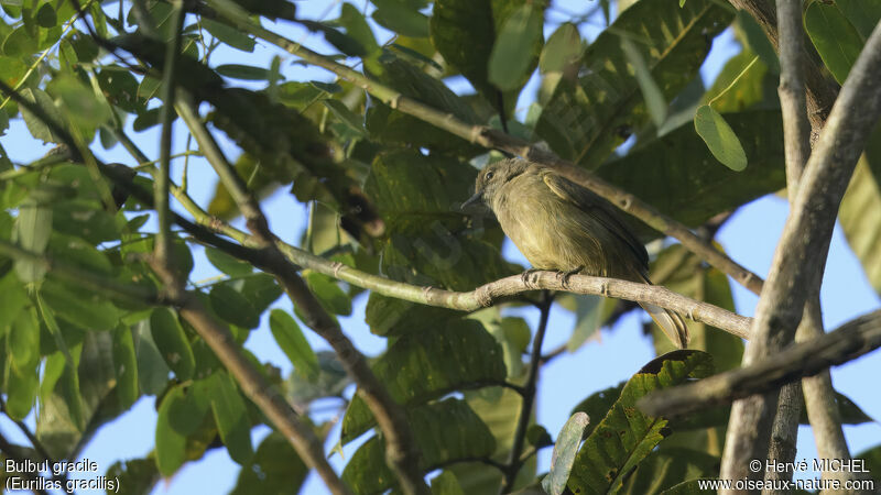 Little Grey Greenbul