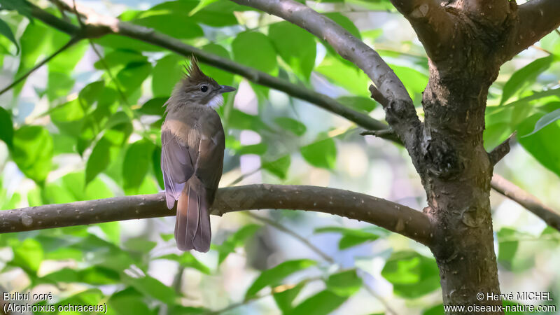 Ochraceous Bulbul