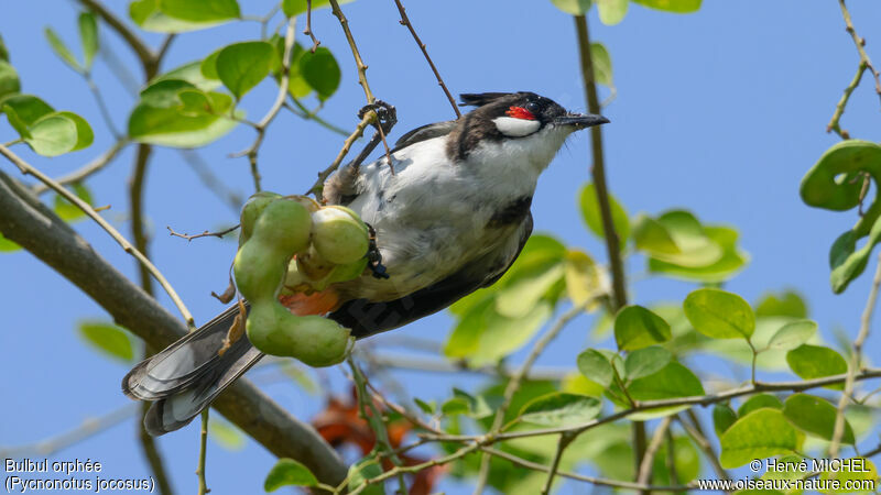 Bulbul orphée