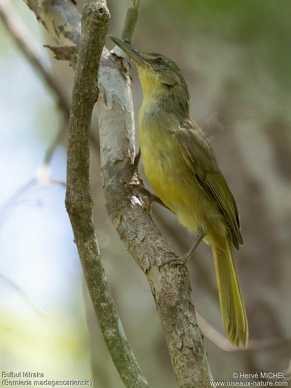 Long-billed Bernieriaadult