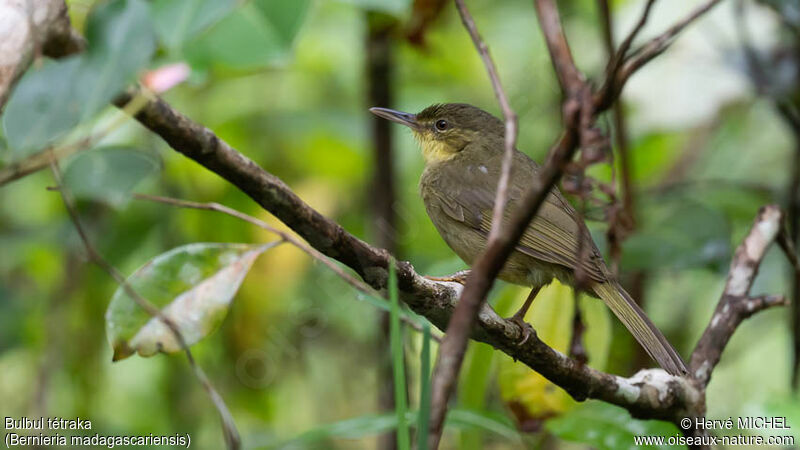 Long-billed Bernieria