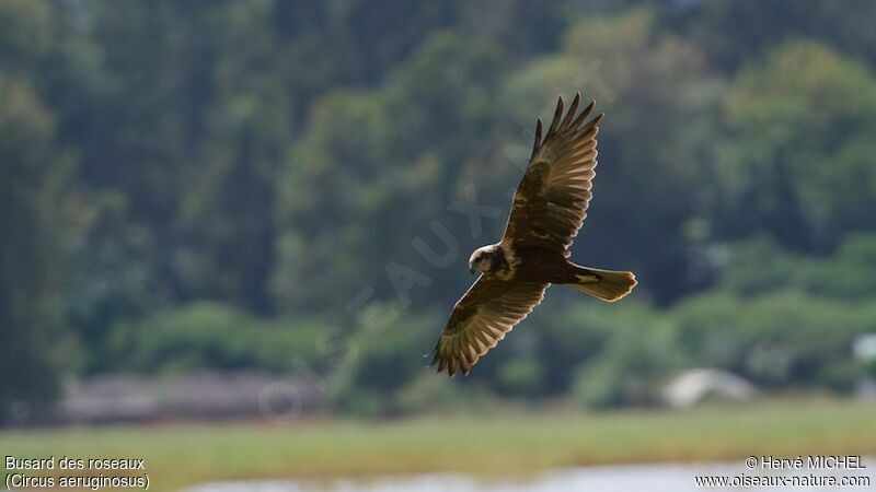 Western Marsh Harrier female adult