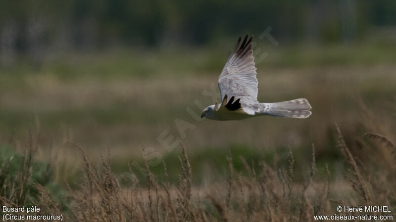 Pallid Harrier male subadult