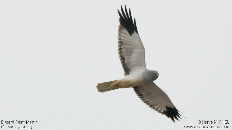 Hen Harrier male adult