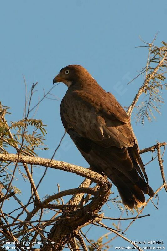 White-eyed Buzzard