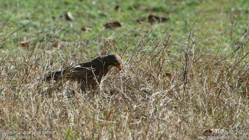 White-eyed Buzzard