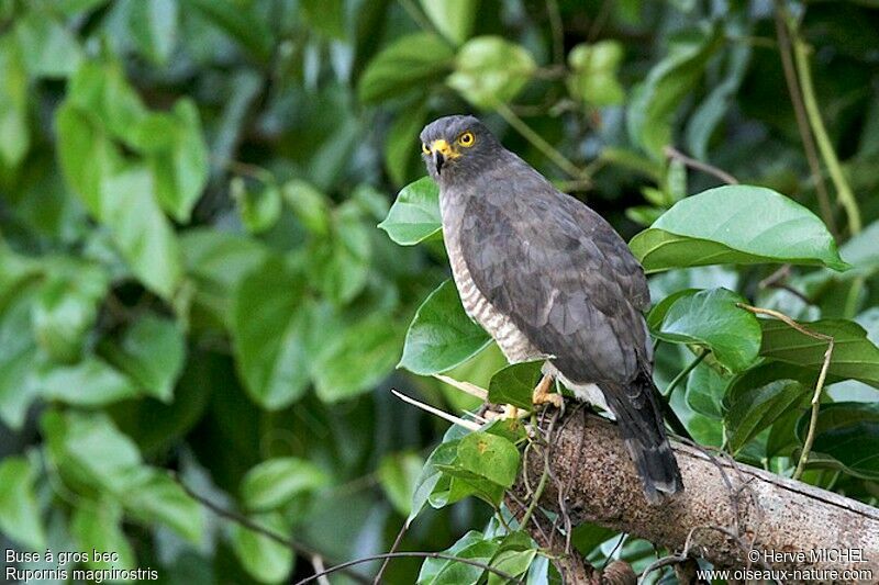 Roadside Hawkadult, identification