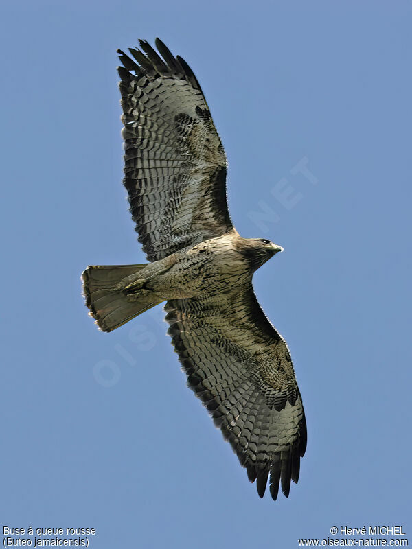 Red-tailed Hawkadult breeding