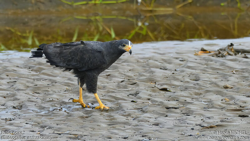 Common Black Hawk