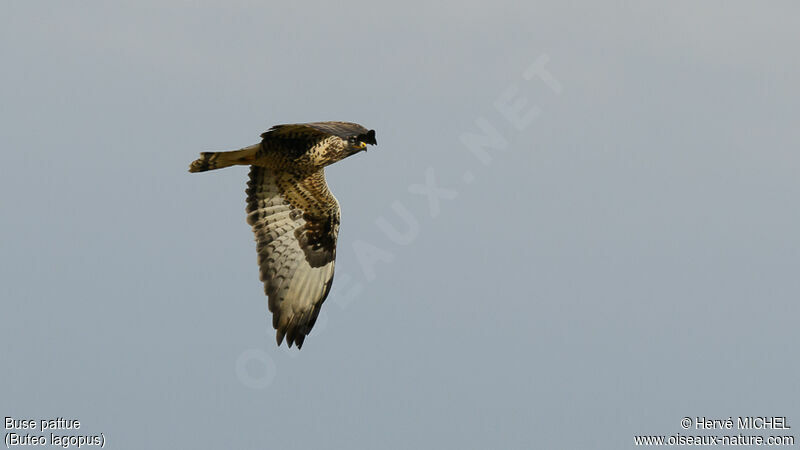 Rough-legged Buzzard male adult