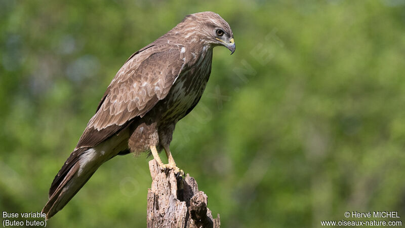 Buse variable