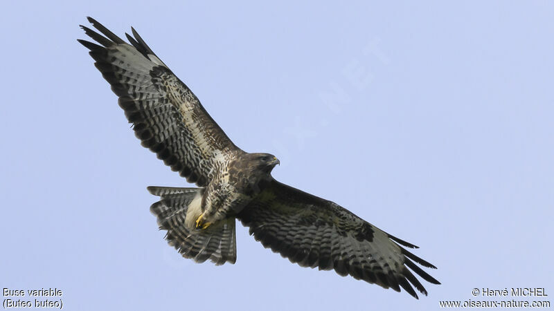 Buse variable