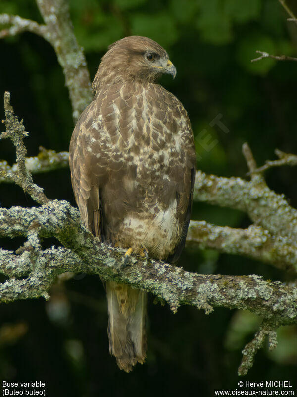 Buse variable