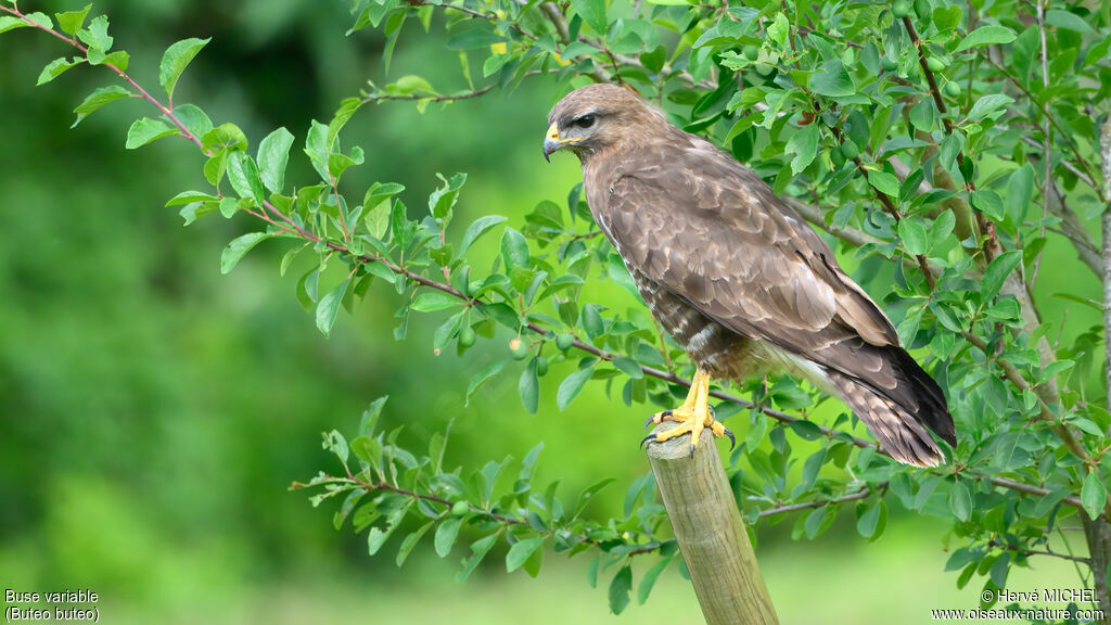 Buse variable