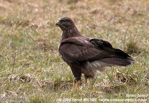 Common Buzzard