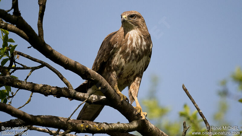 Common Buzzard