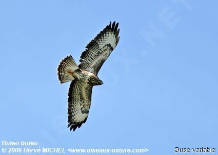 Buse variable