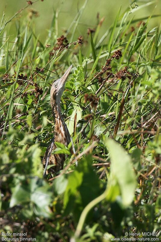 Pinnated Bittern