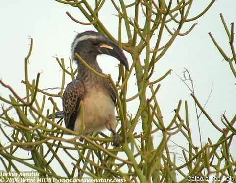 African Grey Hornbill