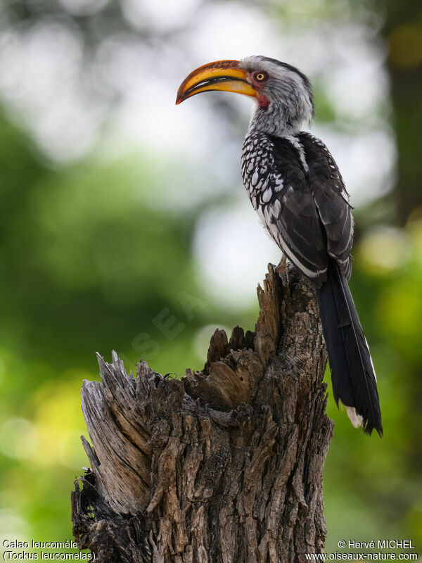 Southern Yellow-billed Hornbill