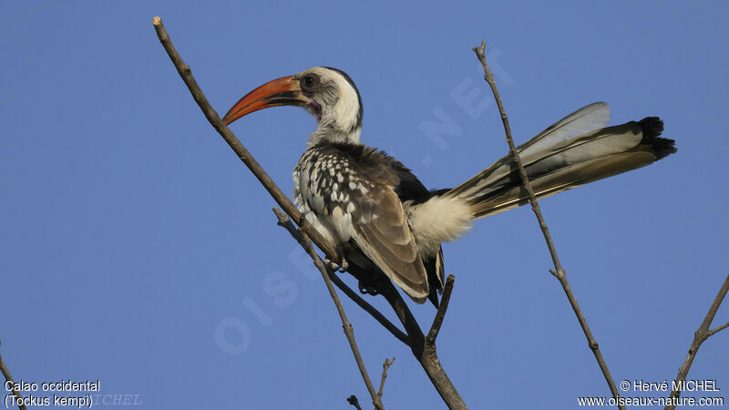 Western Red-billed Hornbill