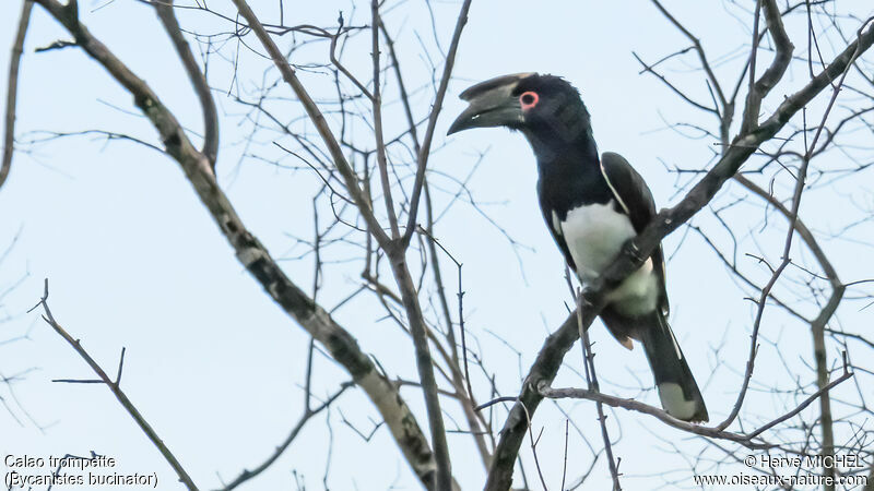 Trumpeter Hornbill