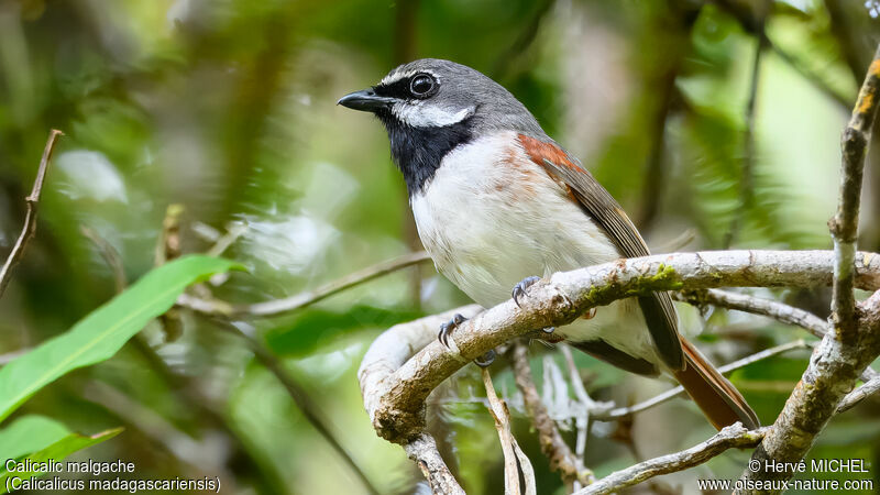 Red-tailed Vanga