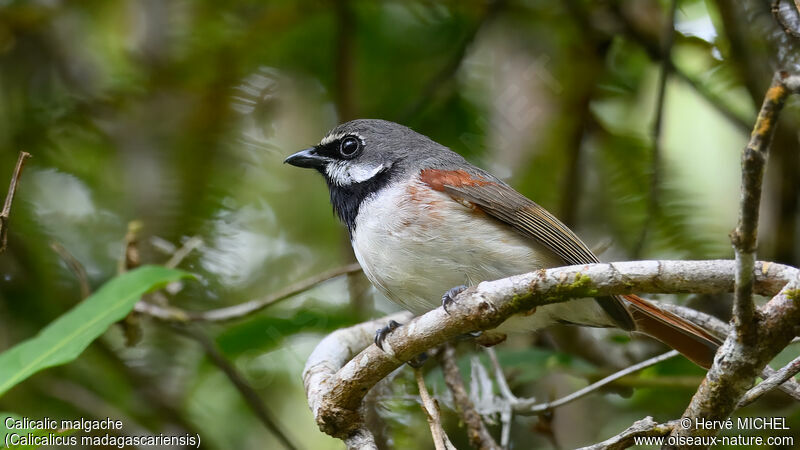 Red-tailed Vanga