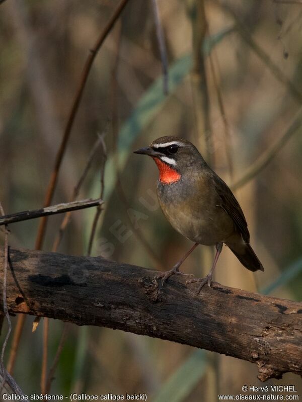 Siberian Rubythroat (beicki) male adult