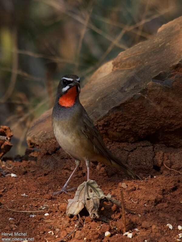 Siberian Rubythroat (beicki) male adult breeding, pigmentation, Behaviour