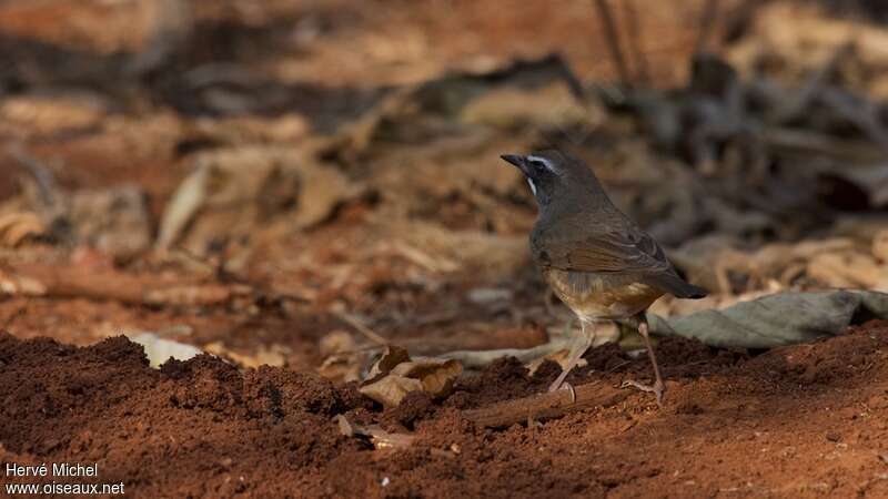 Siberian Rubythroat (beicki) male adult, camouflage, Behaviour