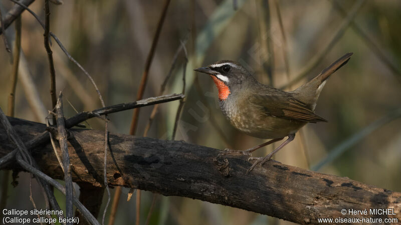 Siberian Rubythroat (beicki)