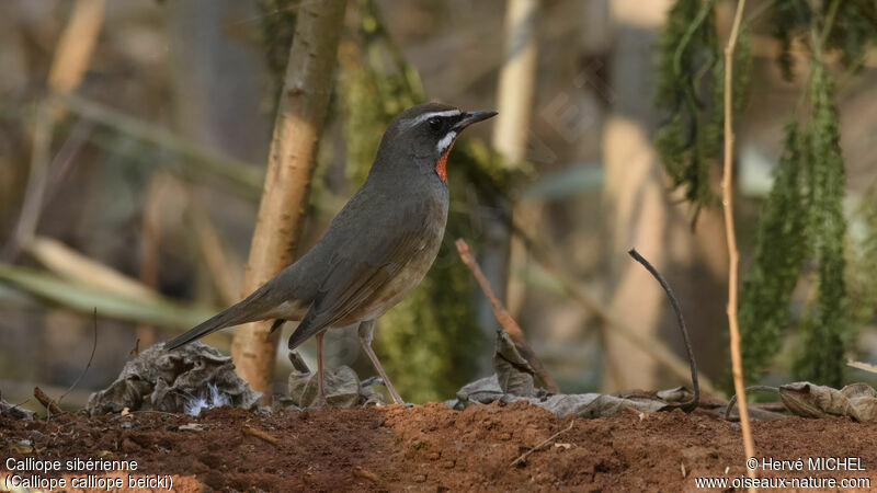 Siberian Rubythroat (beicki)