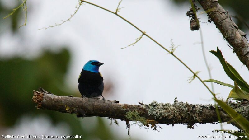 Blue-necked Tanager