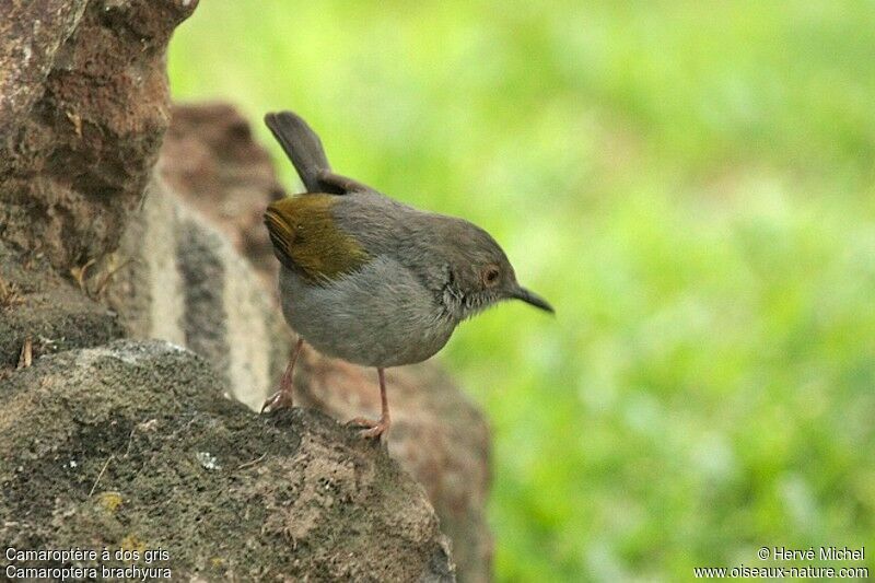 Grey-backed Camaropteraadult