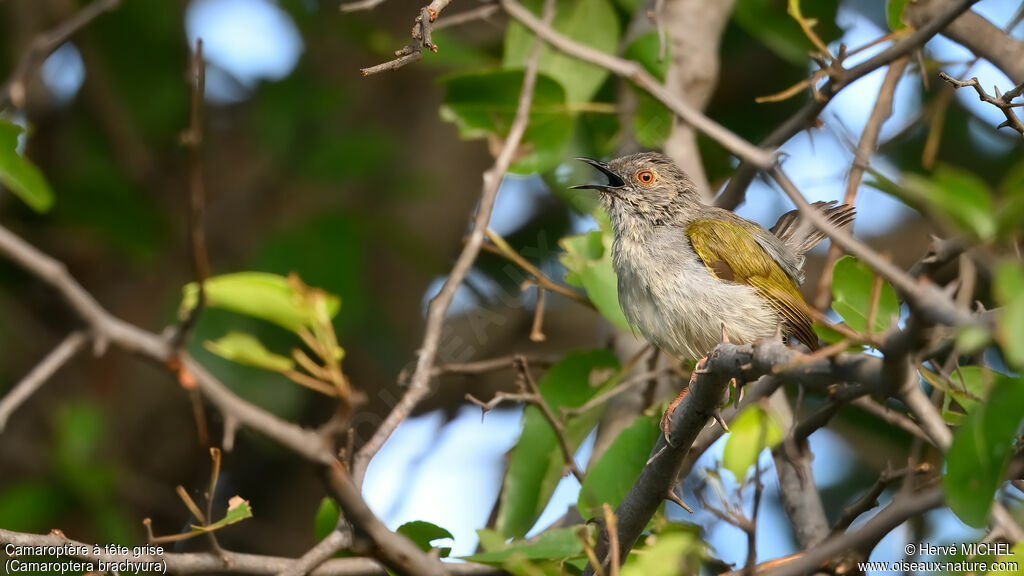 Camaroptère à tête grise
