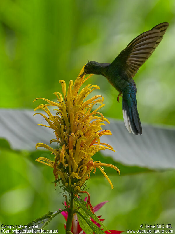 Violet Sabrewing