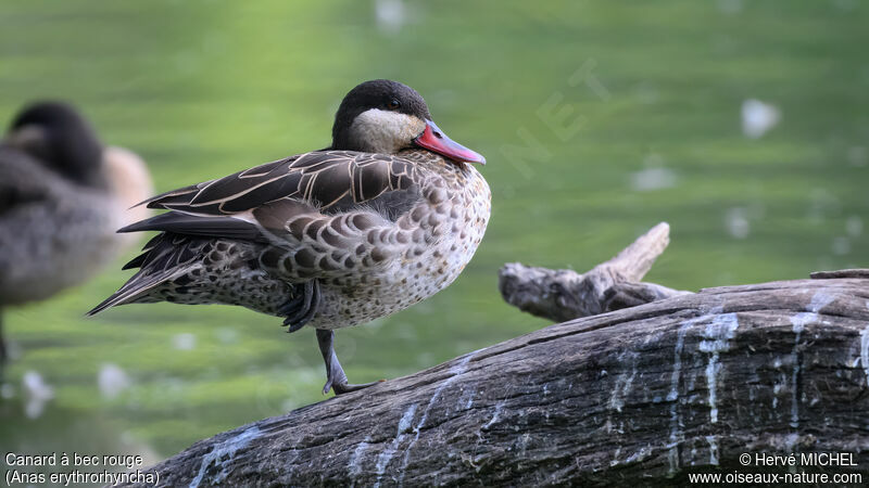 Canard à bec rouge