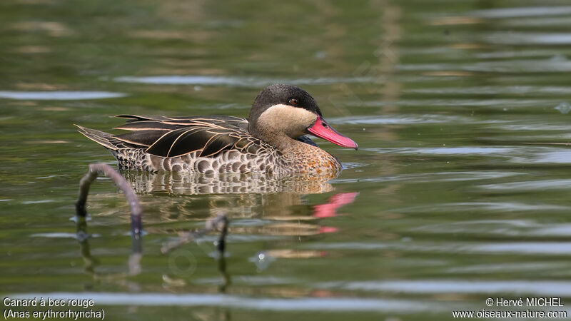 Red-billed Teal