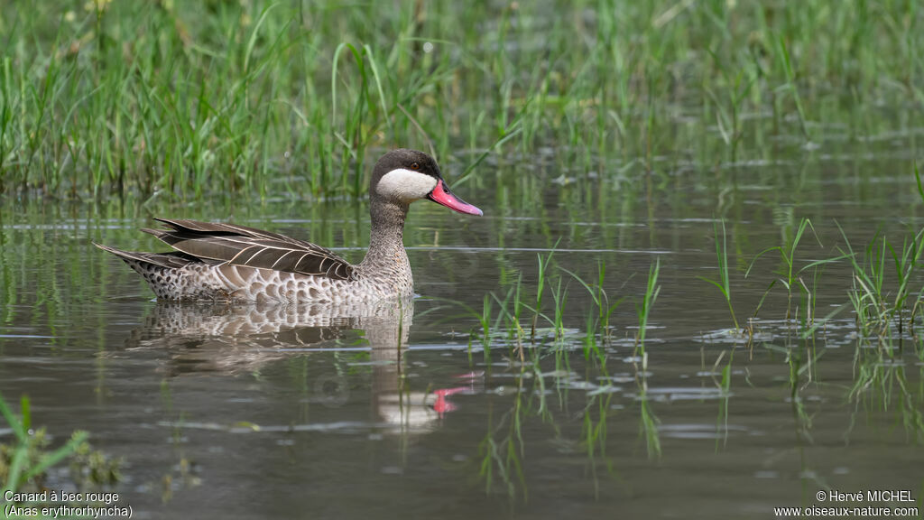 Red-billed Teal