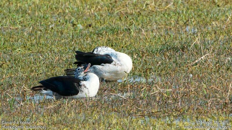 Canard à bosse