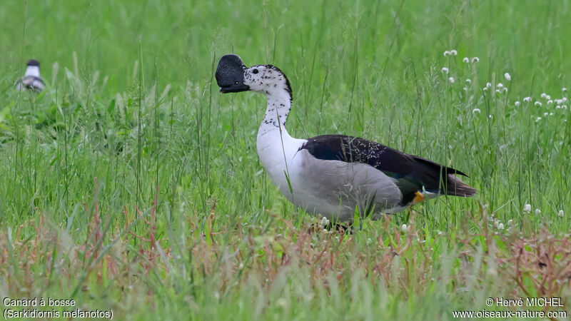 Knob-billed Duck male adult