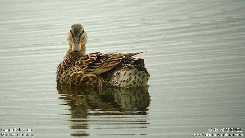 Canard chipeau femelle adulte, identification