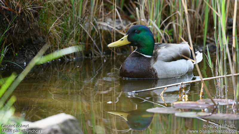 Canard colvert mâle adulte nuptial