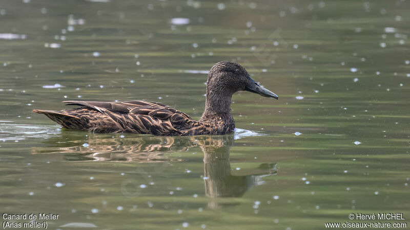 Canard de Meller